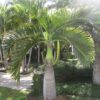 5 SEMILLAS Palmera Botella de Madagascar (Hyophorbe verschaffeltii) - Imagen 2
