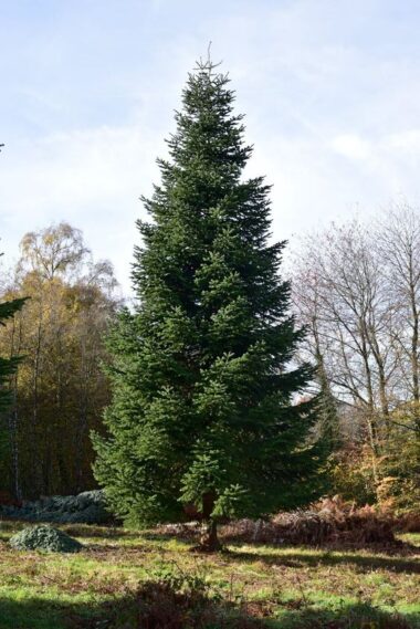 Abeto de Navidad (Abies balsamea) | Semillas del mundo