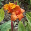 Caña de la India (Canna generalis)