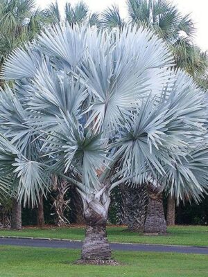 Palmera de Bismarck "Silver" (Bismarckia nobilis)