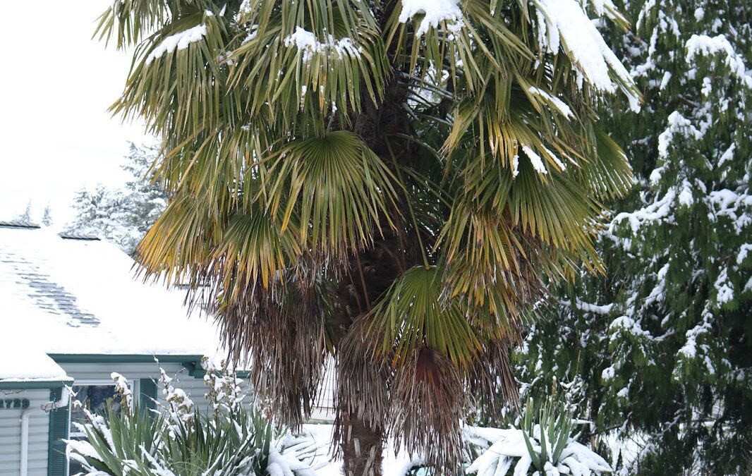 Listado de plantas con su temperatura mínima tolerada: Rusticidad