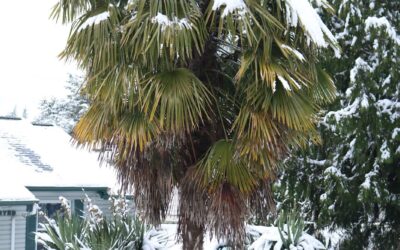 Listado de plantas con su temperatura mínima tolerada: Rusticidad