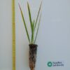 PLANTEL Palmera Canaria "DOBLE" (Phoenix canariensis)