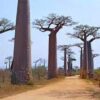 Baobab de Grandidier  (Adansonia grandidieri) - Imagen 3