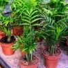 5 SEMILLAS Palmera de Interior (Chamaedorea elegans) - Imagen 2