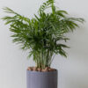5 SEMILLAS Palmera de Interior (Chamaedorea elegans)