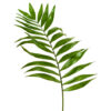 5 SEMILLAS Palmera de Interior (Chamaedorea elegans) - Imagen 4