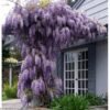 50 SEMILLAS Glicinia (Wisteria sinensis) - Imagen 5