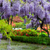 50 SEMILLAS Glicinia (Wisteria sinensis)