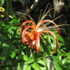 Baobab de Madagascar  (Adansonia madagascariensis) - Imagen 3