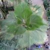 Palmera de Abanico del Pacífico (Pritchardia pacifica)