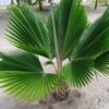 Palmera de Abanico del Pacífico (Pritchardia pacifica) - Imagen 2