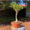 Baobab de Madagascar  (Adansonia madagascariensis) - Imagen 2