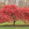 100 SEMILLAS Arce Rojo Japonés  (Acer palmatum atropurpureum)