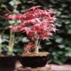 100 SEMILLAS Arce Rojo Japonés  (Acer palmatum atropurpureum) - Imagen 3