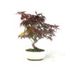 100 SEMILLAS Arce Rojo Japonés  (Acer palmatum atropurpureum) - Imagen 2