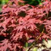 100 SEMILLAS Arce Rojo Japonés  (Acer palmatum atropurpureum) - Imagen 4