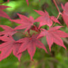 100 SEMILLAS Arce Rojo Japonés  (Acer palmatum atropurpureum) - Imagen 5