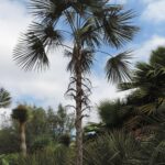 Palmera Caribeña (Coccothrinax alta)