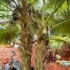 Palmera Caribeña (Coccothrinax alta) - Imagen 4