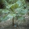 Palmera Caribeña (Coccothrinax alta) - Imagen 2