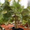 Palmera Caribeña (Coccothrinax alta) - Imagen 3