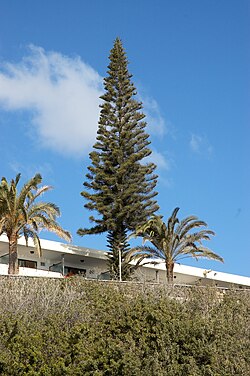 Araucaria (Araucaria columnaris)