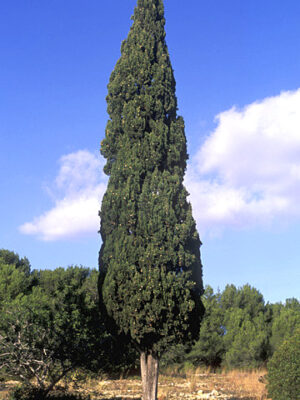 Ciprés (Cupressus sempervirens)