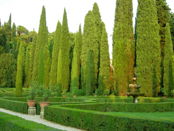 Ciprés (Cupressus sempervirens) - Imagen 2