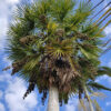 Palmera Blanca (Copernica alba)