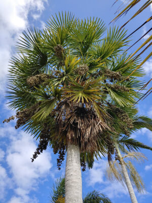 Palmera Blanca (Copernica alba)