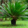 Palma del Japón (Cycas revoluta) - Imagen 2