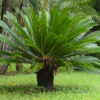 Palma del Japón (Cycas revoluta) - Imagen 3