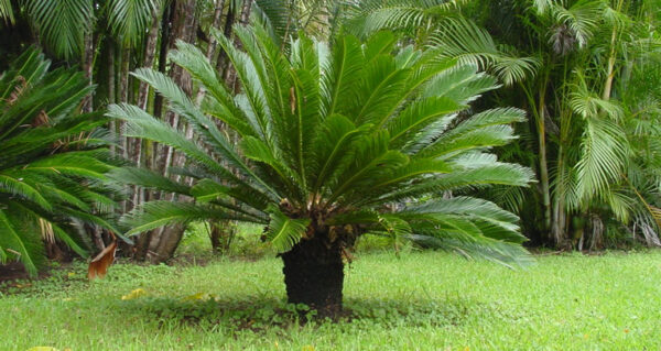 100 SEMILLAS Palma del Japón (Cycas revoluta) - Imagen 3