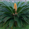 Palma del Japón (Cycas revoluta)