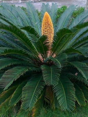 Palma del Japón (Cycas revoluta)