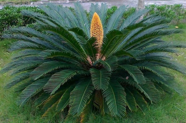 100 SEMILLAS Palma del Japón (Cycas revoluta)