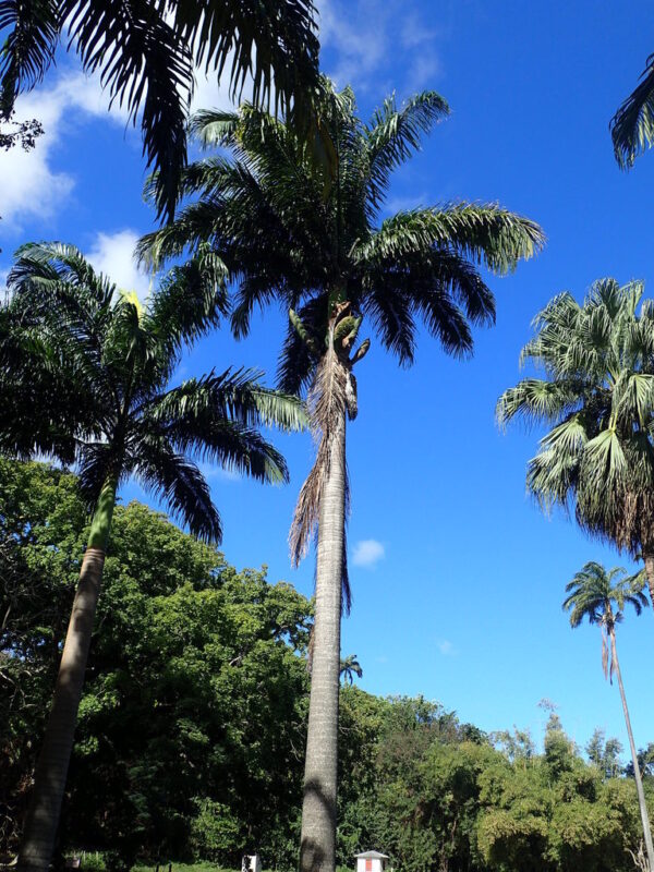Palmera Imperial (Roystonea oleracea) - Imagen 5