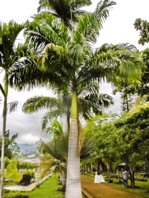 Palmera Imperial (Roystonea oleracea)