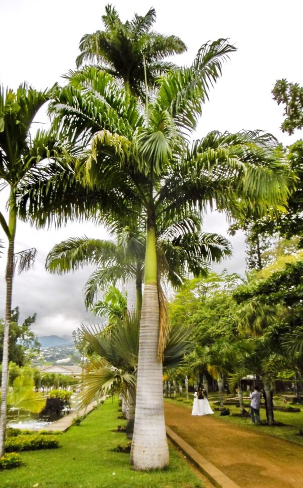 Palmera Imperial (Roystonea oleracea)