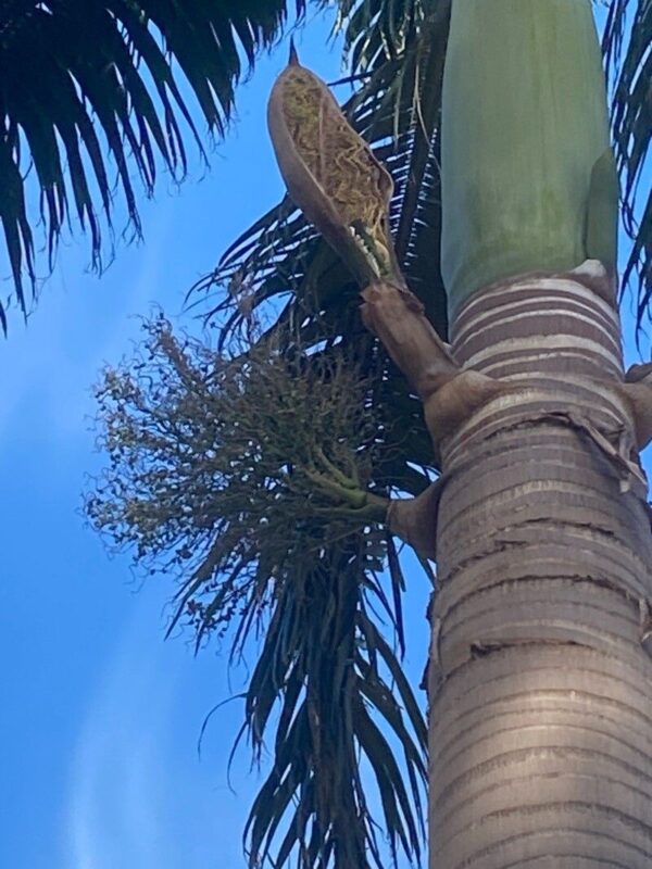 Palmera Imperial (Roystonea oleracea) - Imagen 4