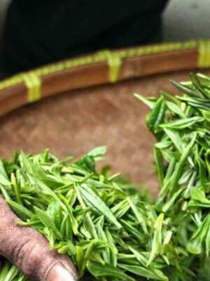 Planta del Té (Camelia sinensis)