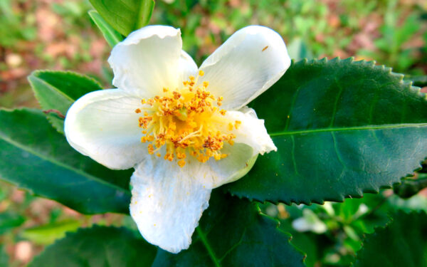 Planta del Té (Camelia sinensis) - Imagen 2