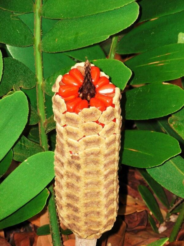 Cyca de México (Zamia furfuracea) - Imagen 2