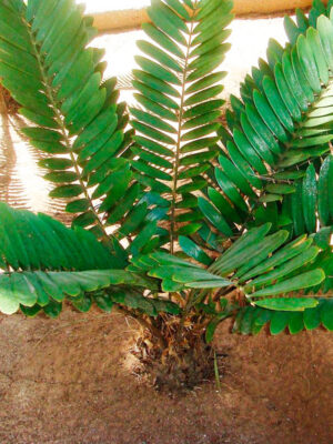 Cyca de México (Zamia furfuracea)
