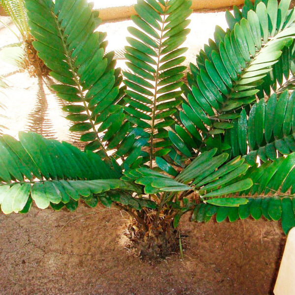 Cyca de México (Zamia furfuracea)