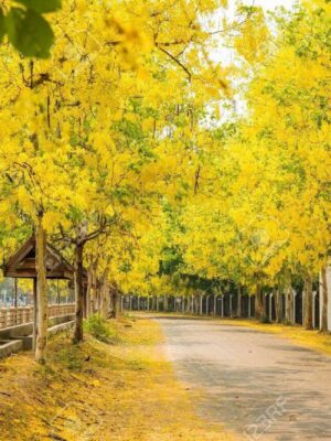Lluvia dorada (Cassia fistula)