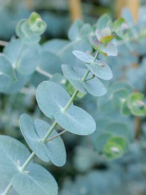 Eucalipto Plateado "Baby Blue"  (Eucalyptus pulverulenta)