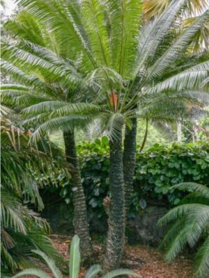 Cyca de Rumph (Cycas rumphii)