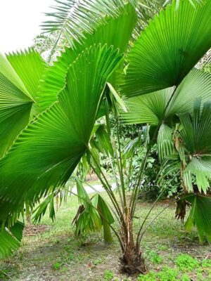 Palmera Abanico de Sumawong (Licuala peltata var. sumawongii)